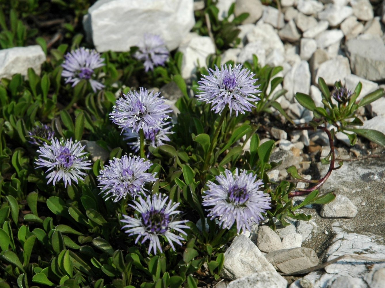 Globularia cordifolia, G.nudicaulis e G. bisnagarica